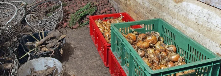 Kartoffeln und Zwiebeln im Keller